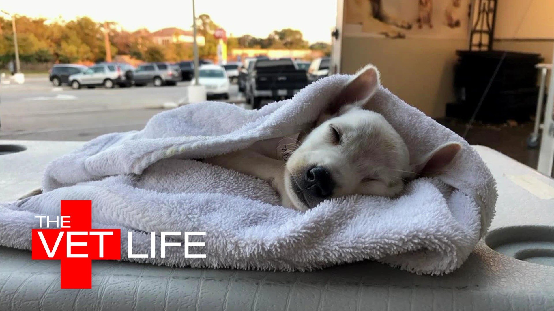 Watch The Vet Life · Season 3 Full Episodes Free Online Plex