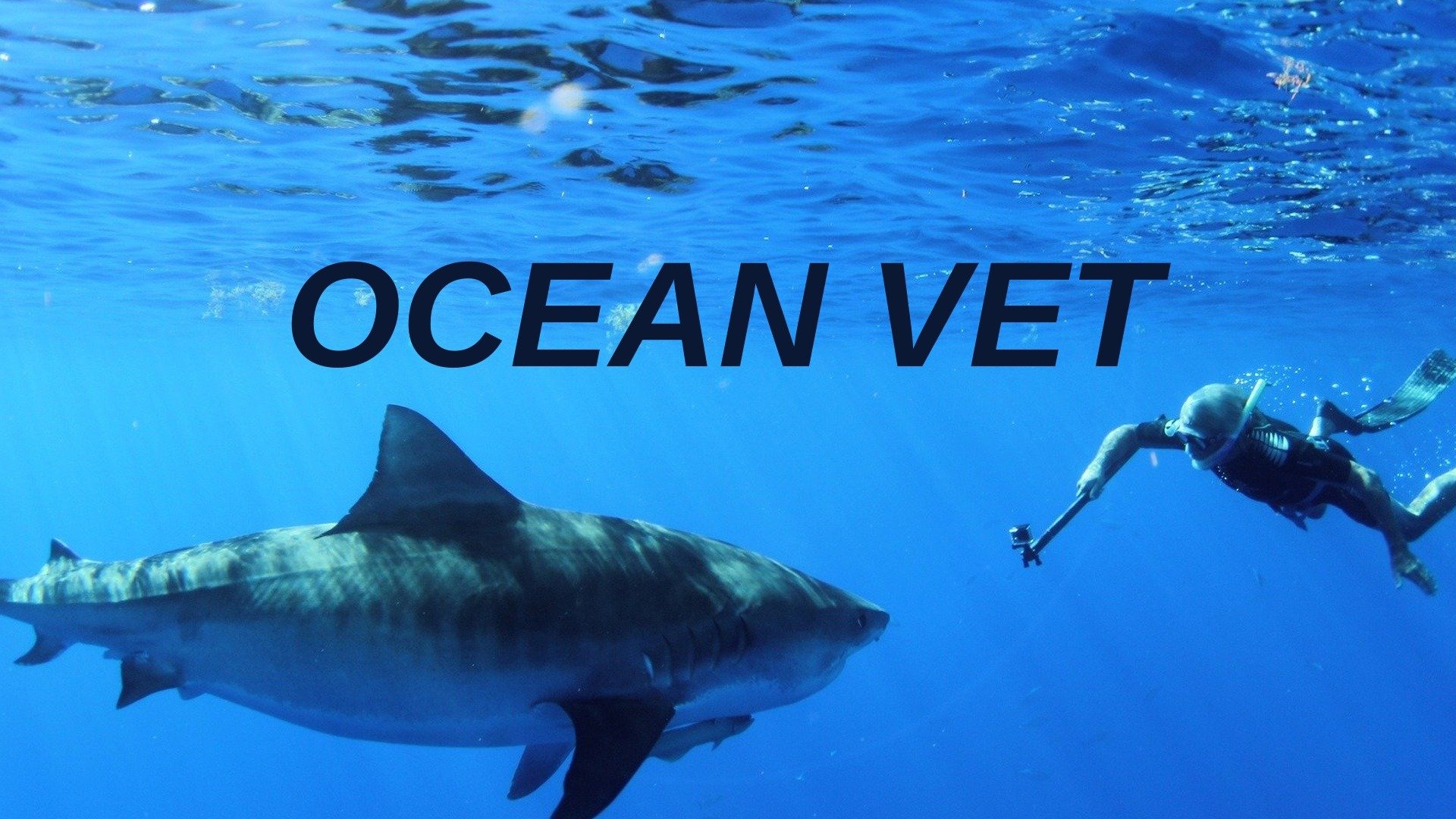 Watch Ocean Vet · Season 1 Full Episodes Free Online Plex